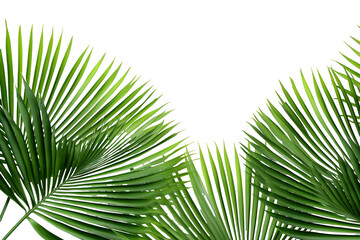 lush green curved palm leaves on isolated white background PNG