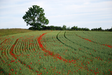 Sticker - Corn field with blossom poppies in the tractor wheel tracks