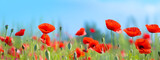 Fototapeta Panele - Flower meadow field background banner panorama - Beautiful flowers of poppies poppy Papaver rhoeas in nature, close-up. Natural spring summer landscape with red poppies and blue sky