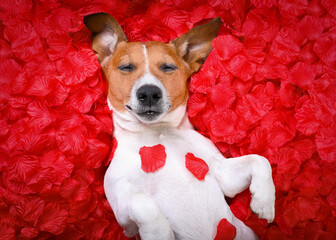 Sticker - jack russell  dog sleeping while lying on bed with valentines petal roses as background