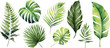 Exotic plants, palm leaves, monstera on an isolated white background, watercolor vector illustration	
