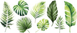 Fototapeta Las - Exotic plants, palm leaves, monstera on an isolated white background, watercolor vector illustration	
