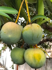 Wall Mural - Selective focus. Mango on tree in garden. Sweet fruits.
