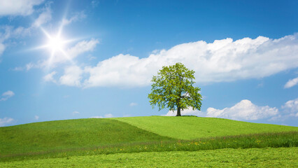 Poster - An image of a lonely tree on a hill in spring time