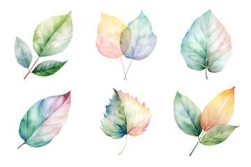 Wall Mural - colorful watercolor pastel leaves elements collection isolated on transparent background