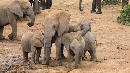 Canvas Print - An African elephant cow (Loxodonta africana) and calves in natural habitat, Addo Elephant National Park, South Africa