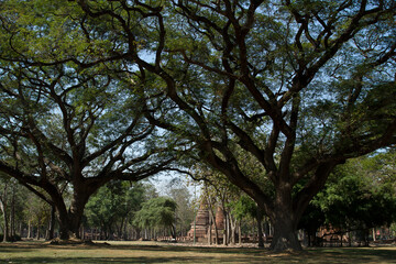 two big trees and an old pagoda in the middle.two big trees