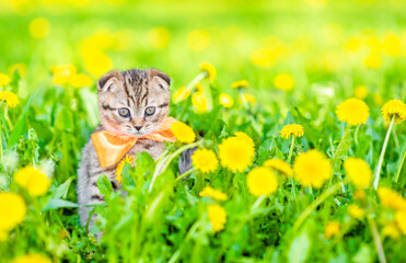 Poster - Tiny kitten wearing tie bow sits on dandelion lawn. Empty space for text