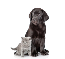 Sticker - Young black labrador puppy and tiny kitten look away on empty space together. Isolated on white background