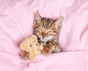 Poster - Cozy bengal kitten sleeps with toy bear under blanket on pink bed at home. Top down view