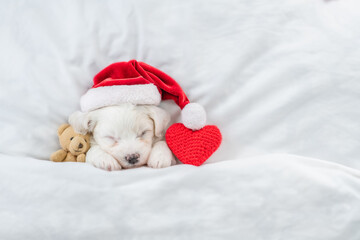 Poster - Cute Bichon Frise puppy wearing red santa hat sleeps with toy bear and red heart under white blanket at home. Top down view. Empty space for text
