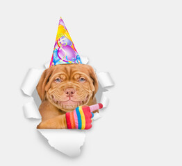 Poster - Smiling Mastiff puppy wearing  party cap looking through the hole in white paper and points away on empty space