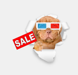 Poster - Serious puppy wearing 3d glasses looking through the hole in white paper and shows signboard with labeled 