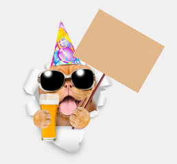 Poster - Happy puppy wearing sunglasses and party cap looking through hole in white paper and holding glass of light beer and empty placard
