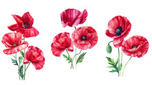 Set Red Flowers. Poppy, Buds And Leaves On White Background, Watercolor Illustration, Floral Clipart. Summer Flower