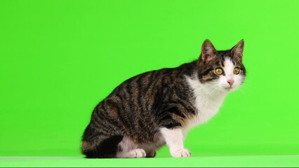 Wall Mural - gray kitten walking back and forth on a green screen