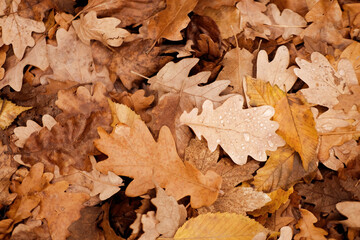 Wall Mural - red, orange foliage, Quercus palustris, Autumn in garden, nature protection, pattern, texture from many brown, pink, orange, yellow, red leaves, good weather, hello autumn