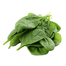 Spinach Leaves Isolated On White