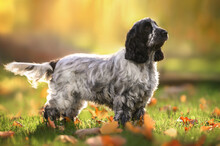 Beautiful Black And White English Cocker Spaniel Dog Standing Outdoors In Sunlight