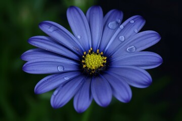Poster - Blue daisy blossom. Generate Ai