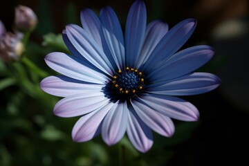 Poster - Blue daisy blossom plant. Generate Ai
