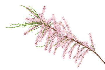 Wall Mural - branch of tamarix isolated on white background with full depth of field