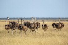 Group Of Brown And Black Common Ostrich, Struthio Camelus, Etosha, Namibia, In Warm Golden Light