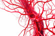 © Andrii  - Clean and Clear Vascular System on White Background. Generative AI