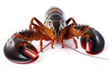 Freshly Caught Lobster On White Background. Generative AI