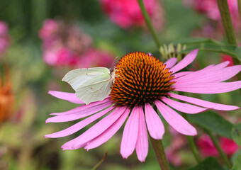 Wall Mural - A butterfly and a bee while working on the flowers of Echinacea