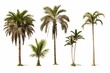 © NovaVision - Collection of Palms Isolated on White Background. Generative ai
