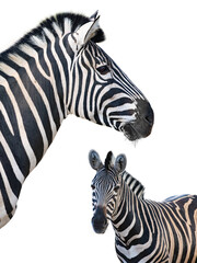 Sticker - portrait of beautiful zebra isolated on white background