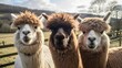 Friendly alpacas and their irresistibly soft, woolly coats. These gentle creatures are known for their sociable nature and are often found in herds, enjoying each other's company. Generated by AI.