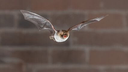 Wall Mural - Natterers bat flying frontal view