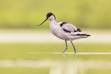 Sticker - Pied avocet foraging in shallow water