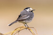 White wagtail perched on brown background