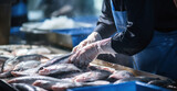 Fototapeta  - fishmonger picking fish in fish market