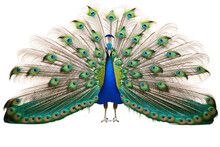 Peacock Feathers Spread Out On Transparent Background. Generative AI