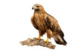 Beautiful Golden Eagle Isolated on Transparent Background. Generative AI