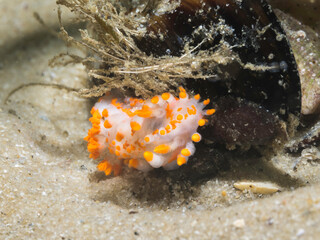 Wall Mural - Orange-clubbed sea slug (Limacia clavigera) front view of a white bodied nudibranch with orange tips on protrusions and blotches