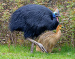 Close-up view of a female Southern cassowary (Casuarius casuarius) with chick