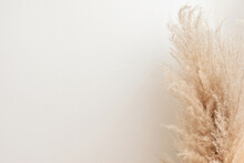 Aesthetic Minimalist Sustainable Neutral Background, Dried Pampas Grass With Soft Blurry Shadow On Light Beige Wall
