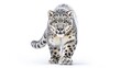 Magnificent snow leopard photo realistic illustration - Generative AI.