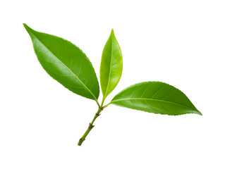 Wall Mural - Tea leaf isolated on transparent or white background, png