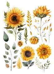 Wall Mural - Set of sunflowers and flowers watercolor illustration  clipart set flat lay , Isolated PNG