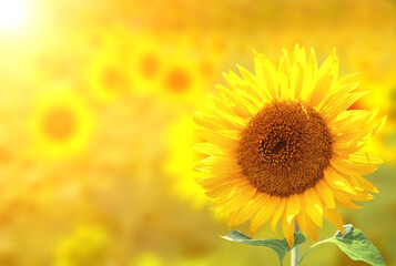 Wall Mural - Bright yellow sunflowers on blurred sunny background