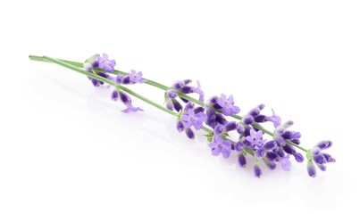Wall Mural - Lavender flowers isolated on white background 