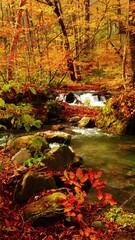 Wall Mural - oirase stream in autumn sunny day, beautiful fall or autumn foliage scene in a forest, flowing river