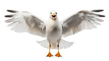 Flying Seagull Transparent Background, Png