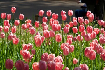 Poster - Pink tulip field at Hitachi Seaside Park